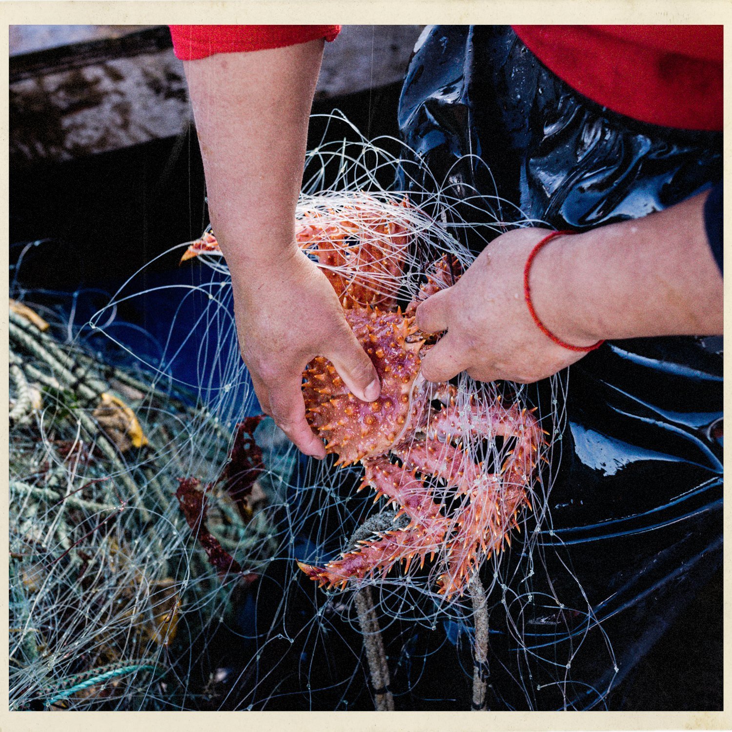 Manos sacando una centolla de una red de pesca