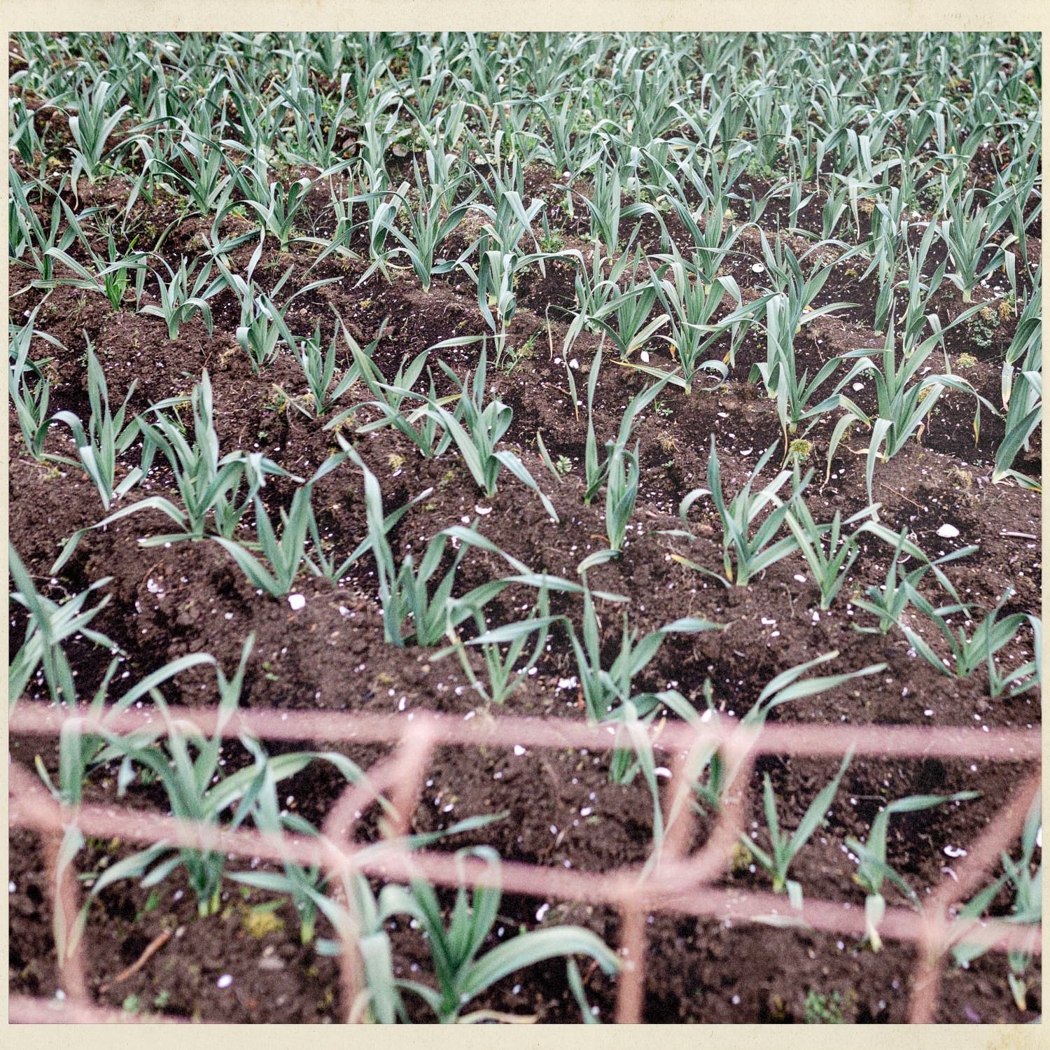 Brotes de hortalizas en la tierra, vistos tras una malla