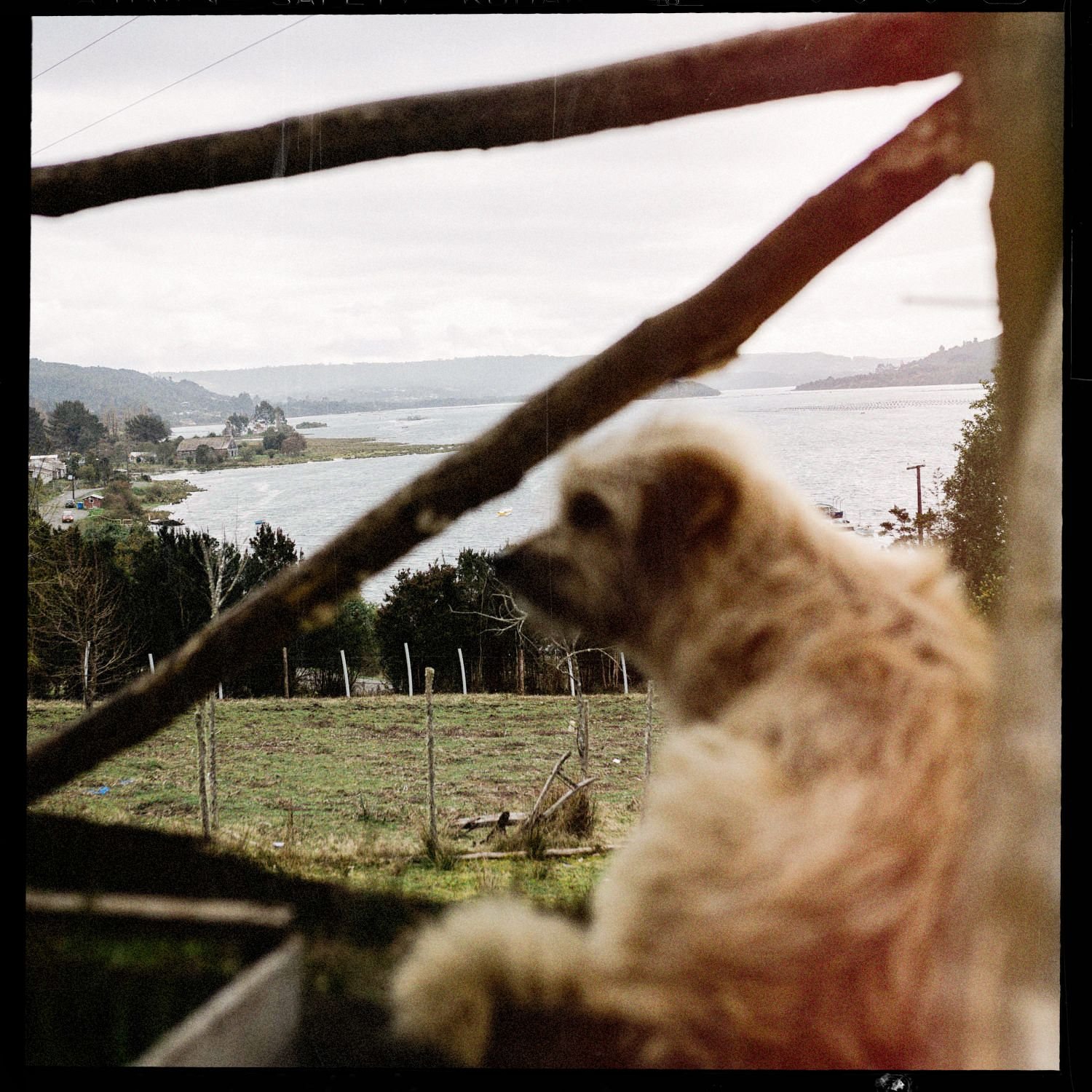 Un perro mira el paisaje desde una baranda de madera, en Compu