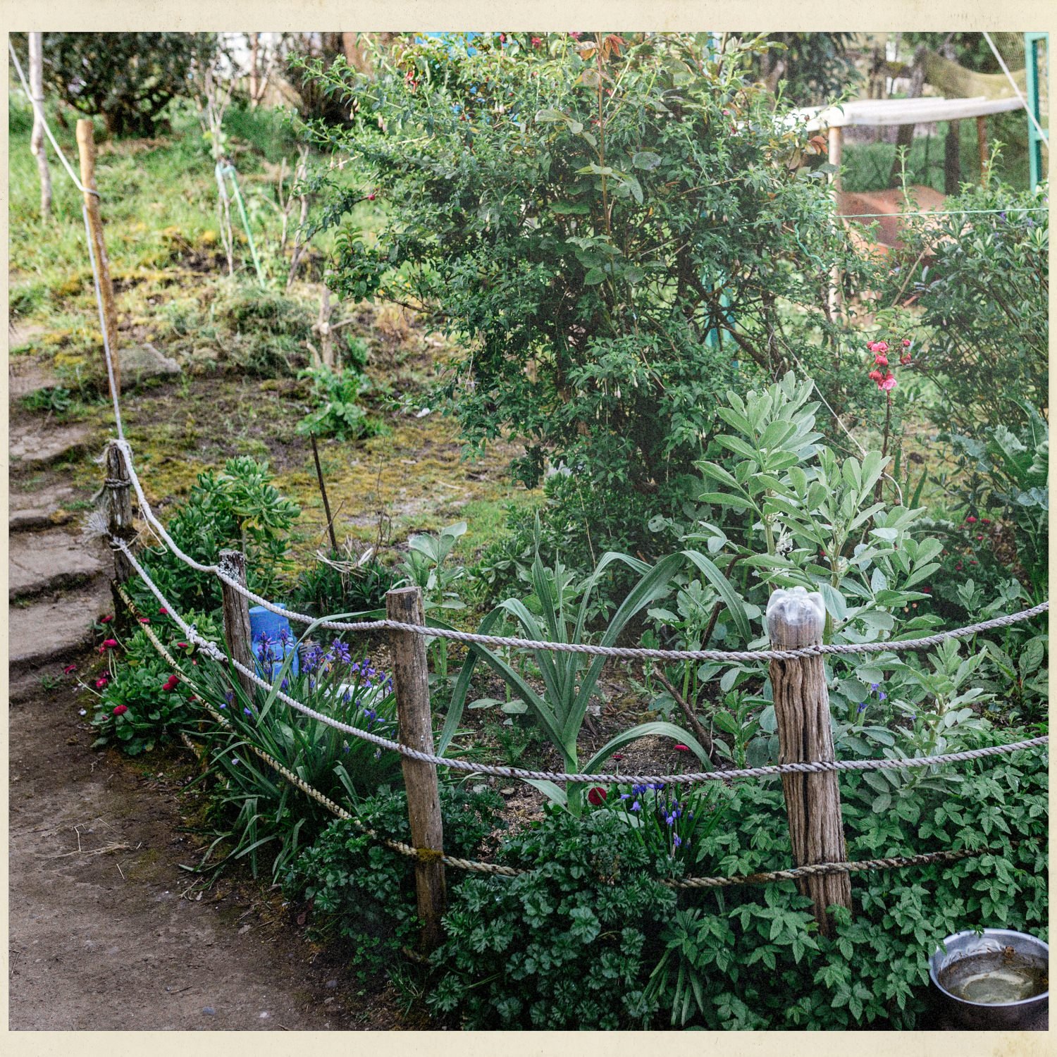 Huerto y jardín con plantas y un cerco de cuerdas, en Lincay