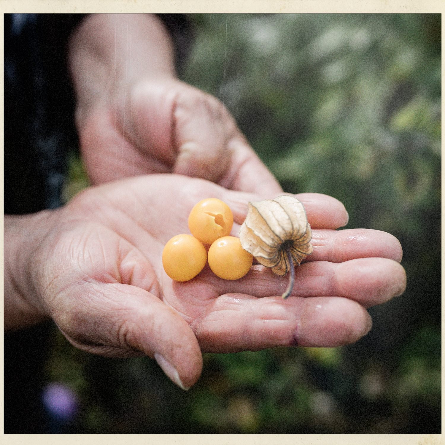 Una mano sostiene pequeños frutos anaranjados recién cosechados