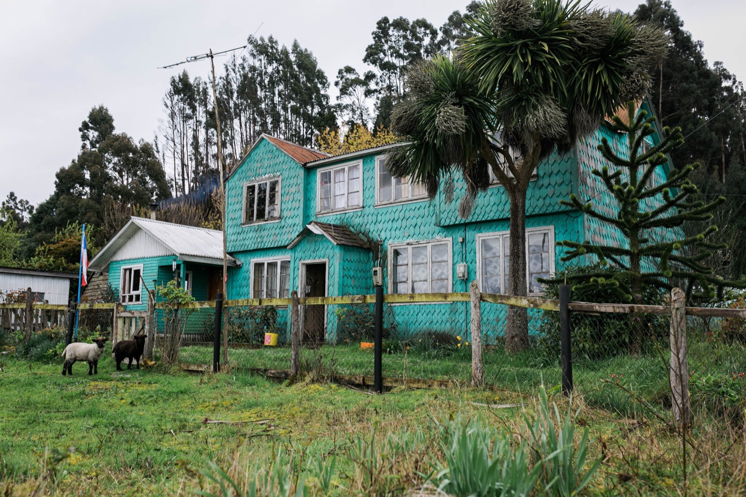 Casa verde de tejuelas entre árboles y ovejas, en Llingua