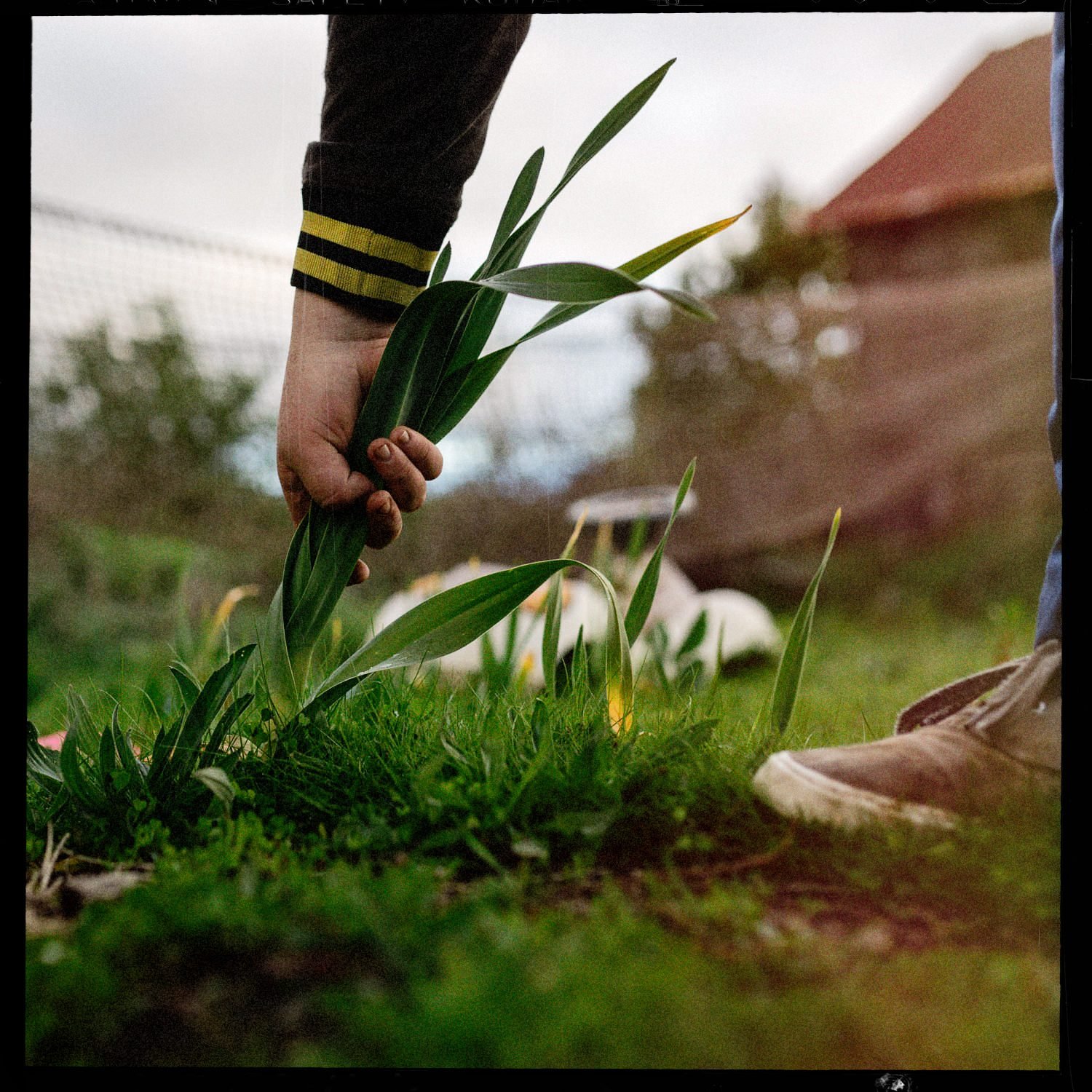 Una mano arranca una planta del pasto