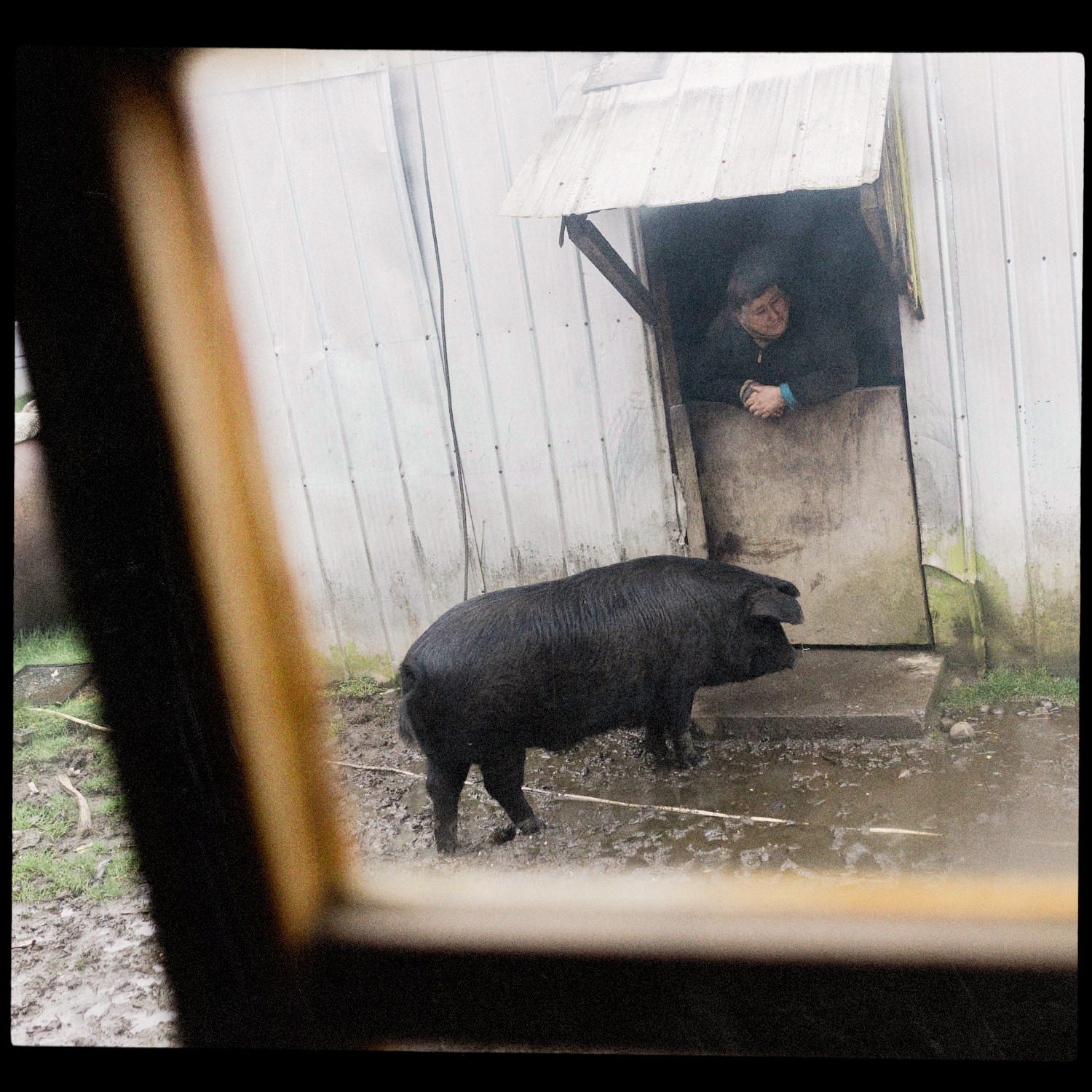 Un cerdo negro frente a la puerta de un galpón, visto a través de una ventana