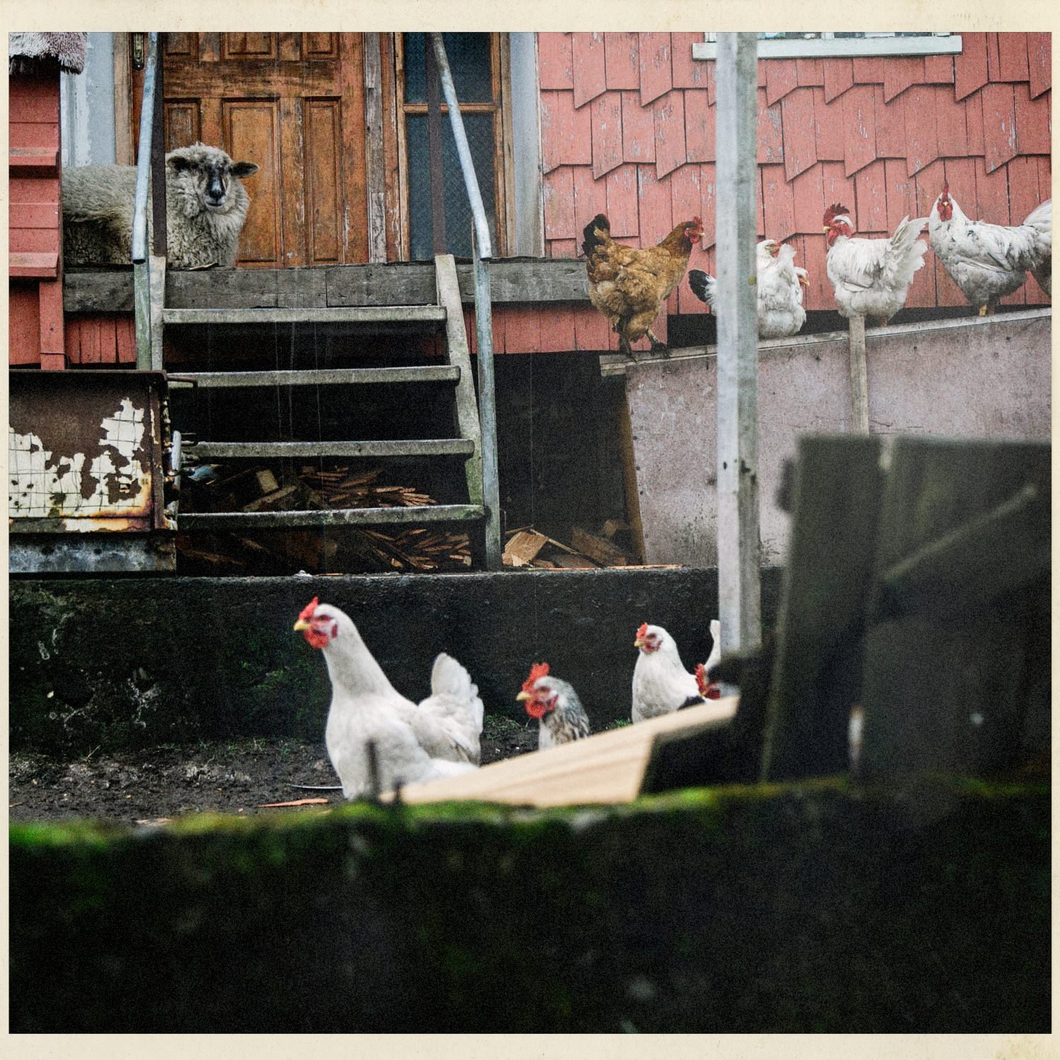 Gallinas y una oveja junto a la escalera de una casa de tejuelas rojas, en Matao