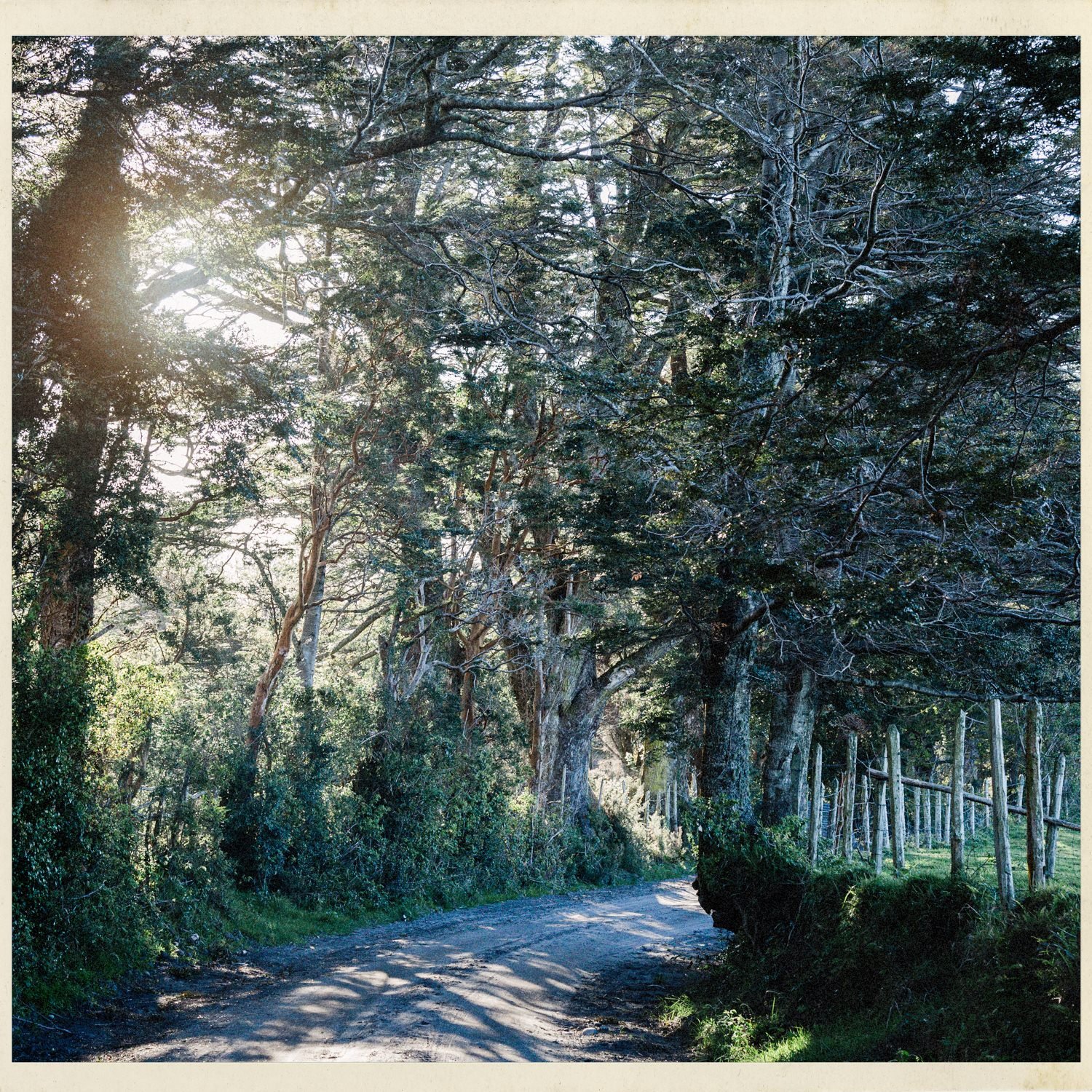 Camino entre árboles altos con luz de tarde, en Quehui