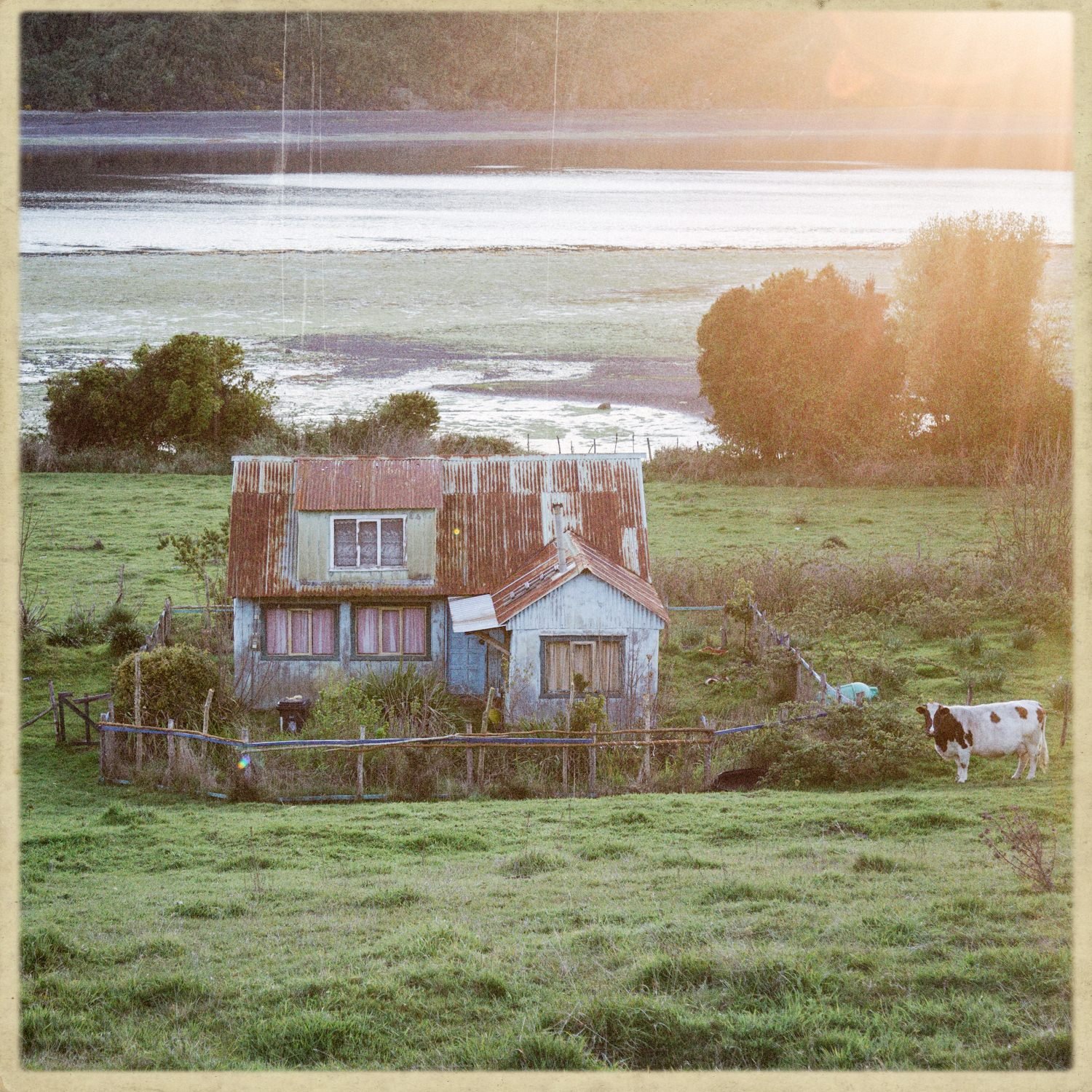 Casa de madera junto al mar, con una vaca en el prado, en Quehui