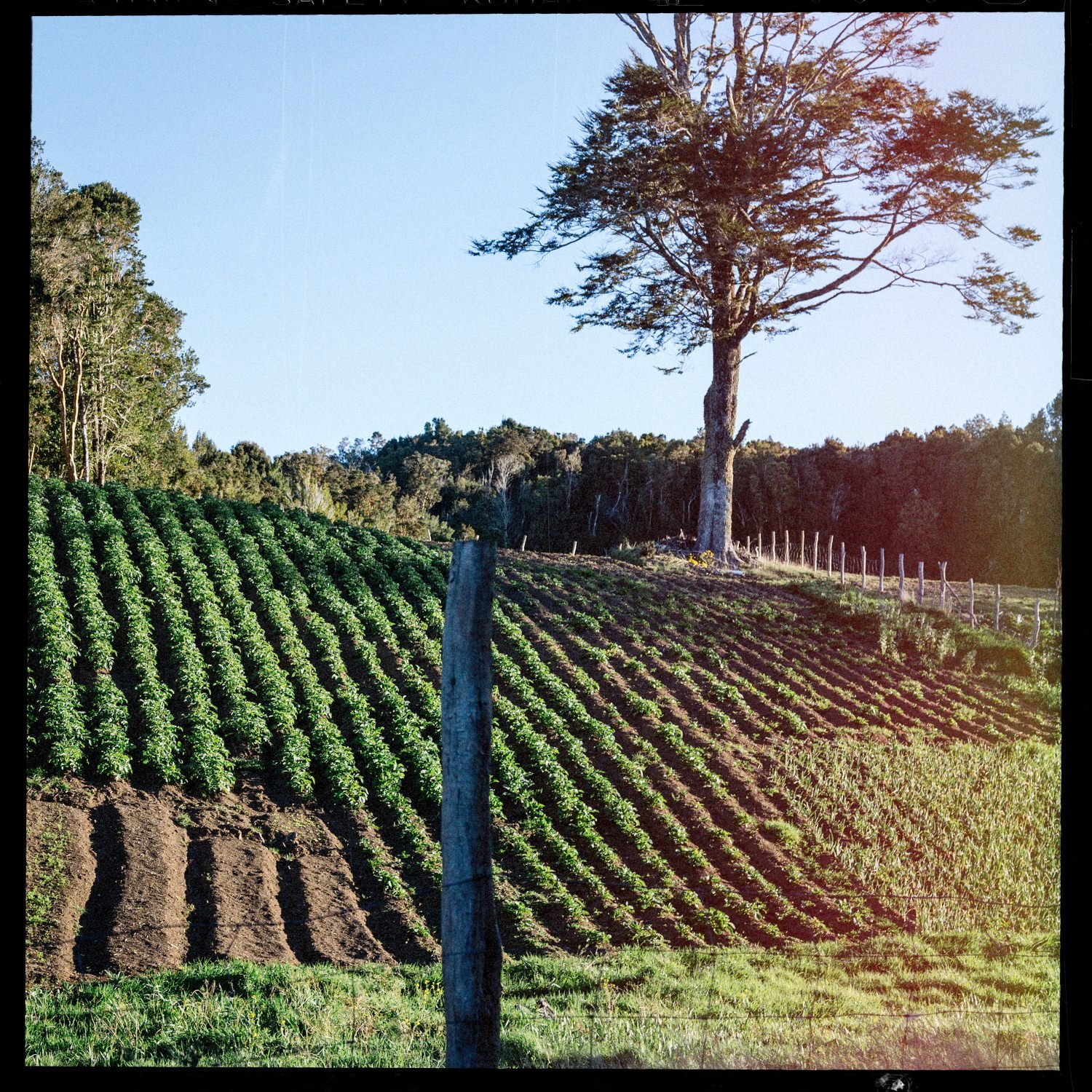 Cultivo en hileras junto a un árbol solitario, en Quehui
