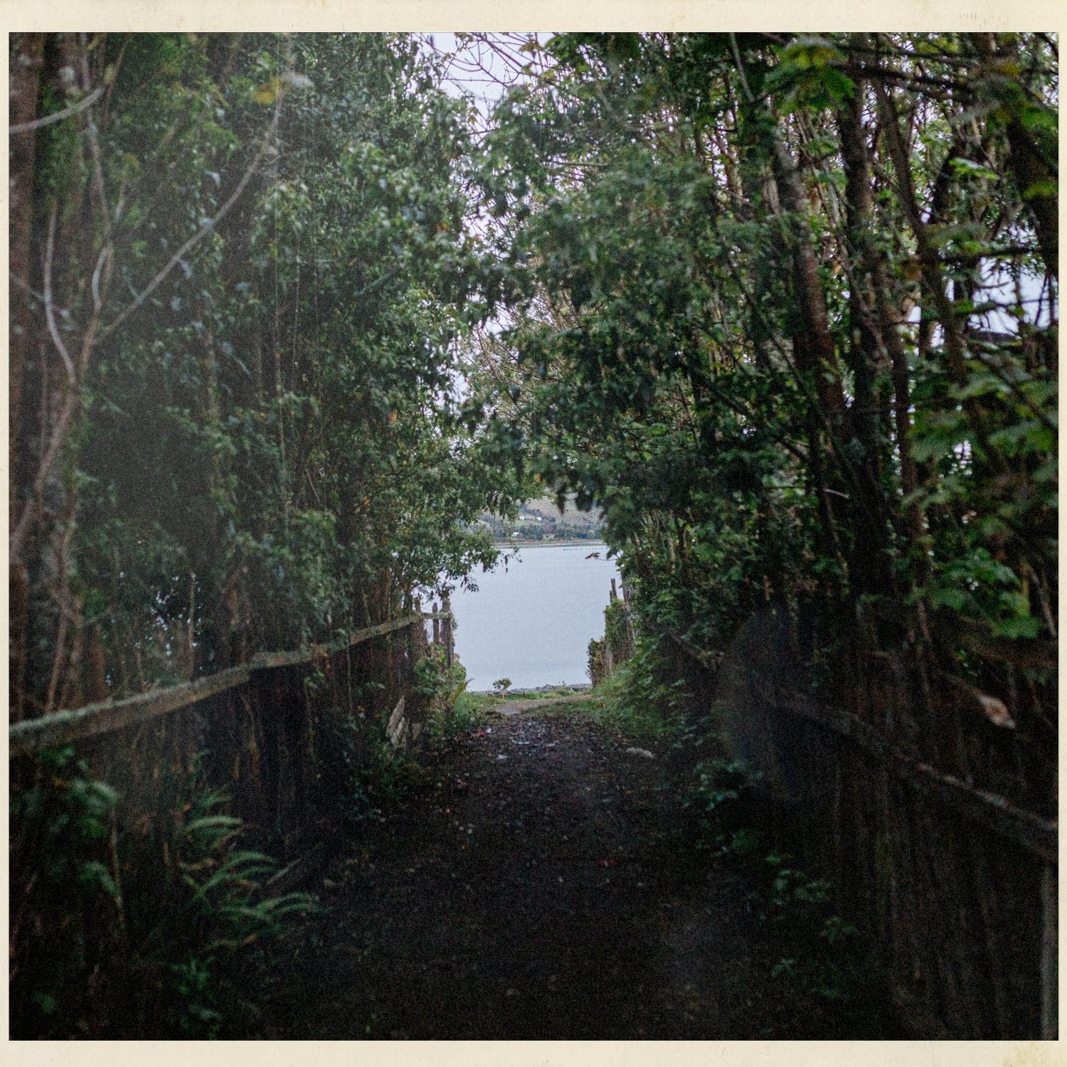 Sendero entre árboles que lleva al mar, en Quehui