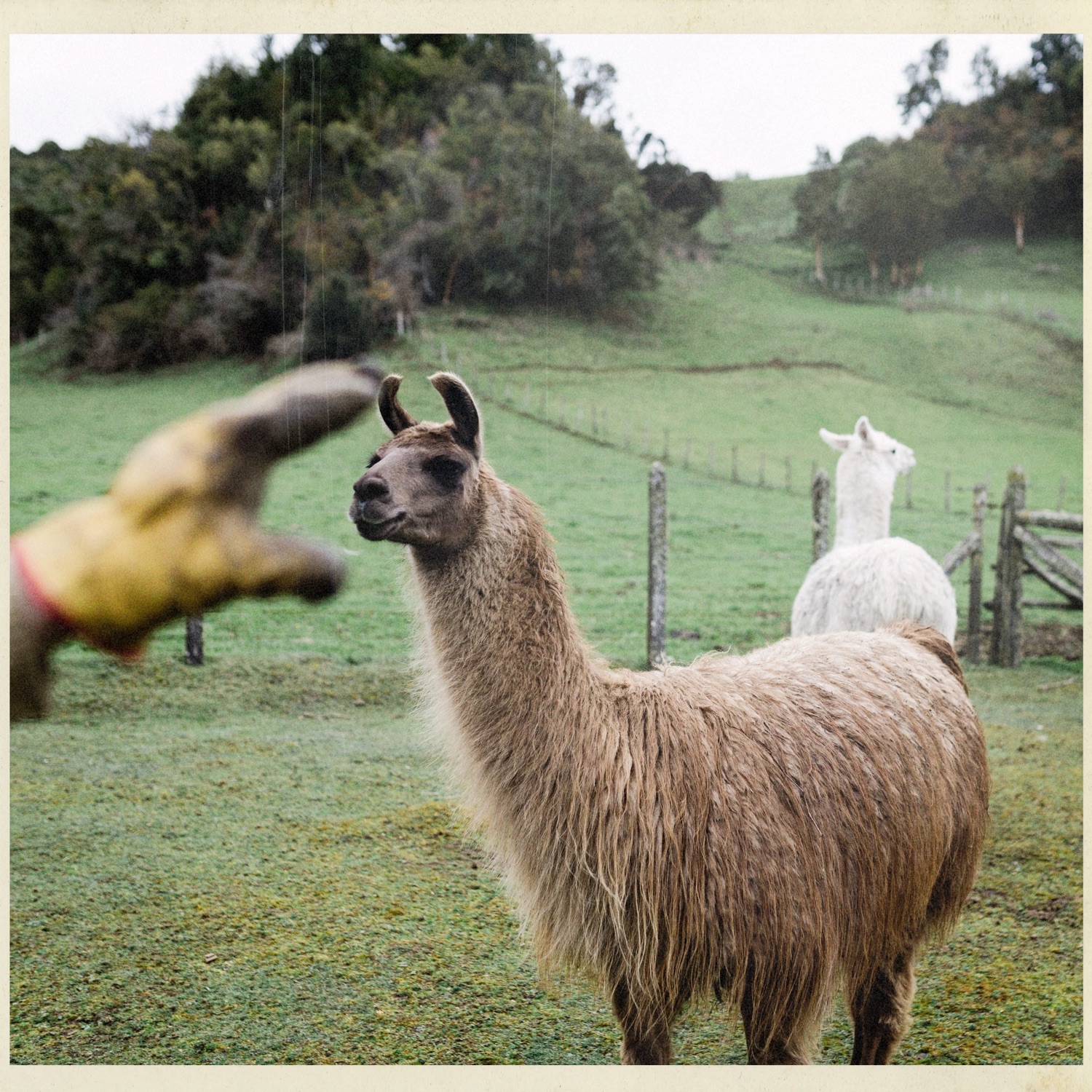 Una mano con guante junto a una llama en un potrero de San Javier