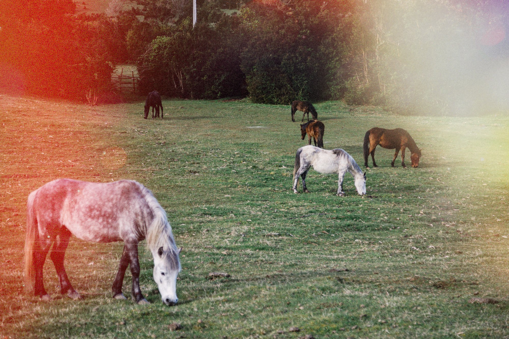 Caballos pastando en un prado de Apiao