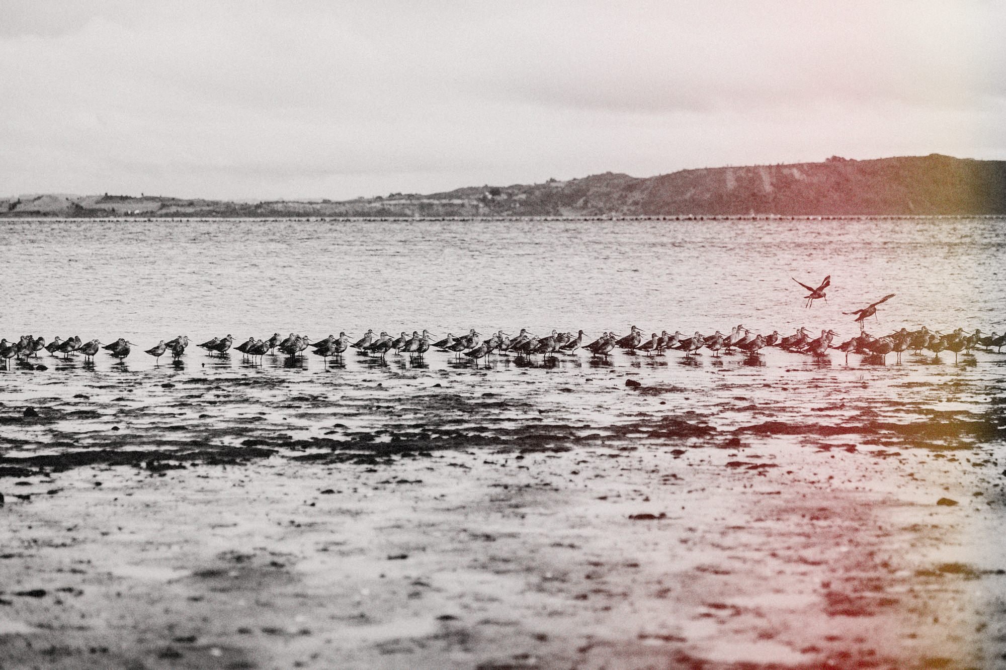 Bandada de aves en la orilla de Chullec con marea baja (secuencia, foto 1 de 12)