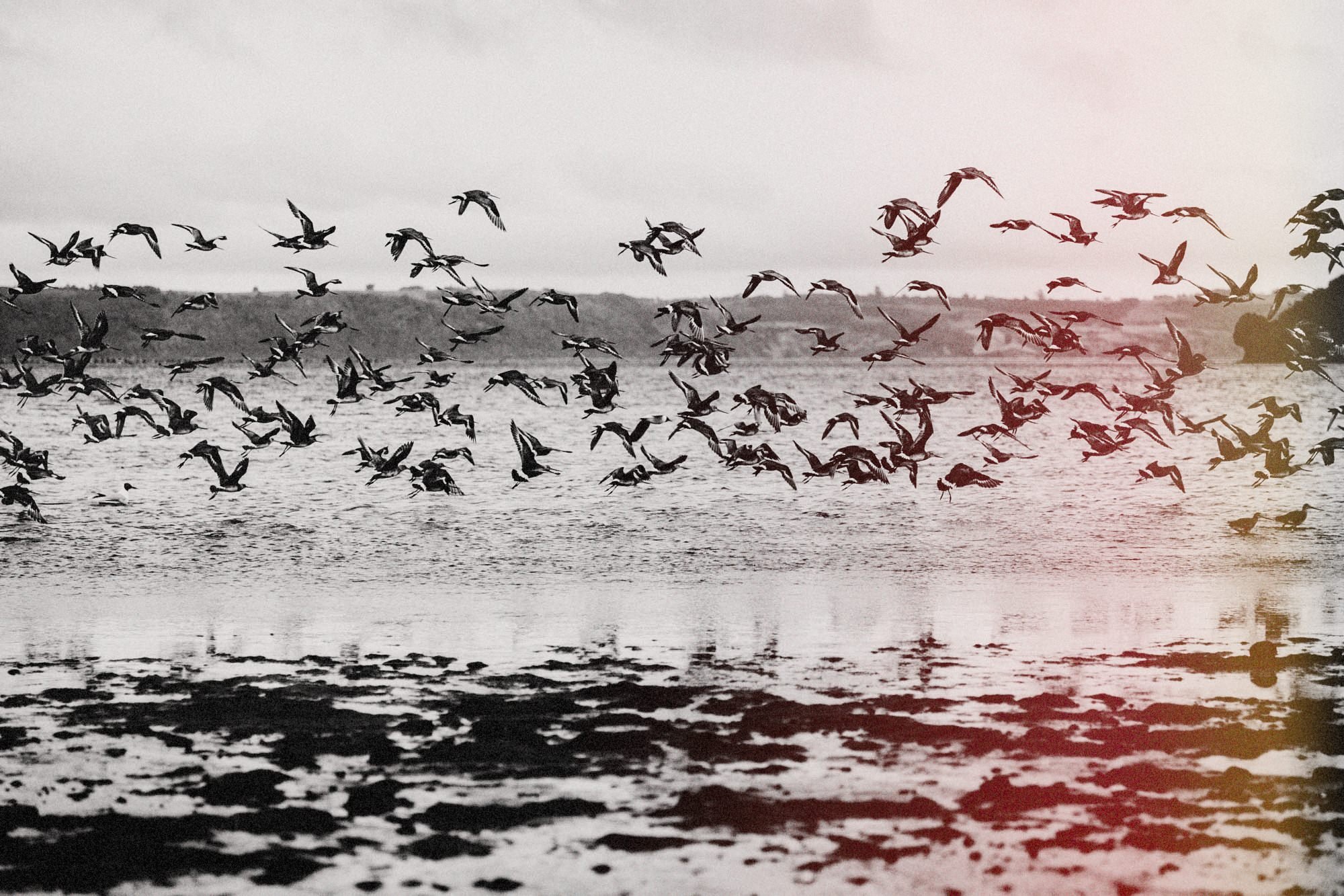 Bandada de aves en la orilla de Chullec con marea baja (secuencia, foto 11 de 12)