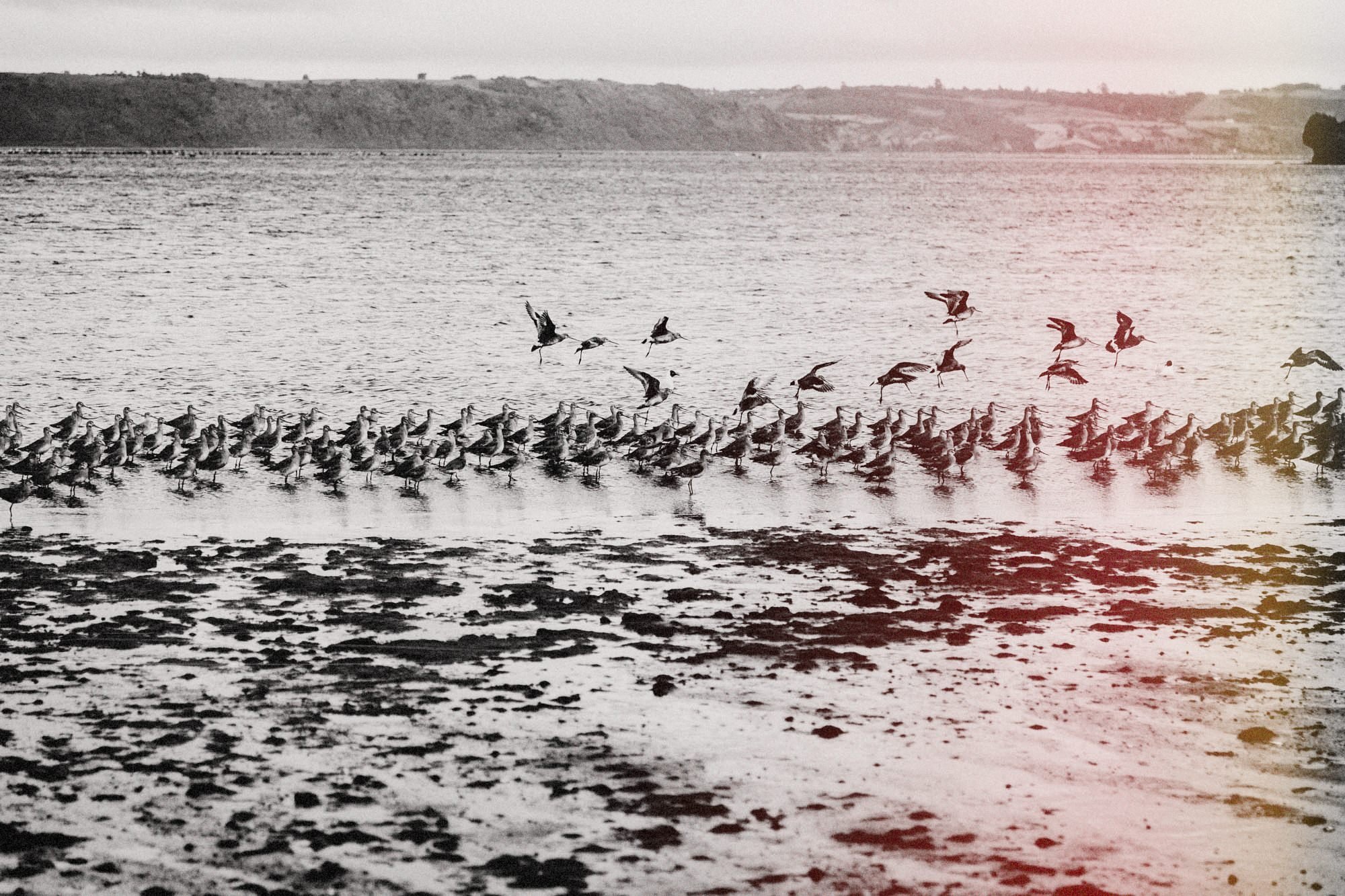 Bandada de aves en la orilla de Chullec con marea baja (secuencia, foto 2 de 12)