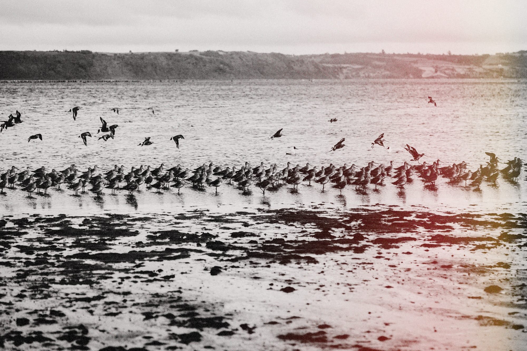 Bandada de aves en la orilla de Chullec con marea baja (secuencia, foto 3 de 12)