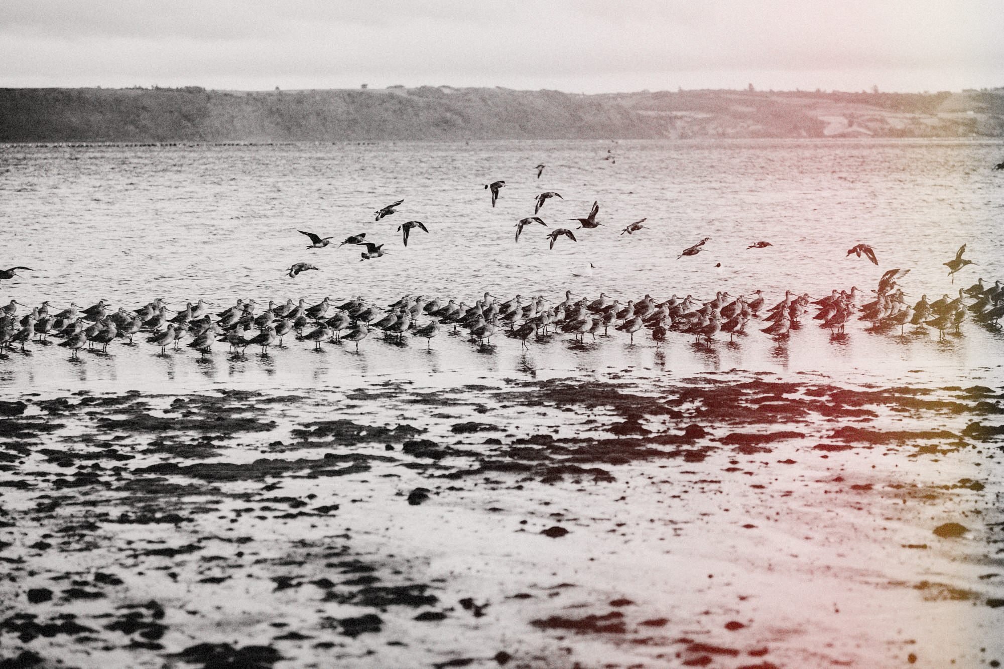 Bandada de aves en la orilla de Chullec con marea baja (secuencia, foto 4 de 12)