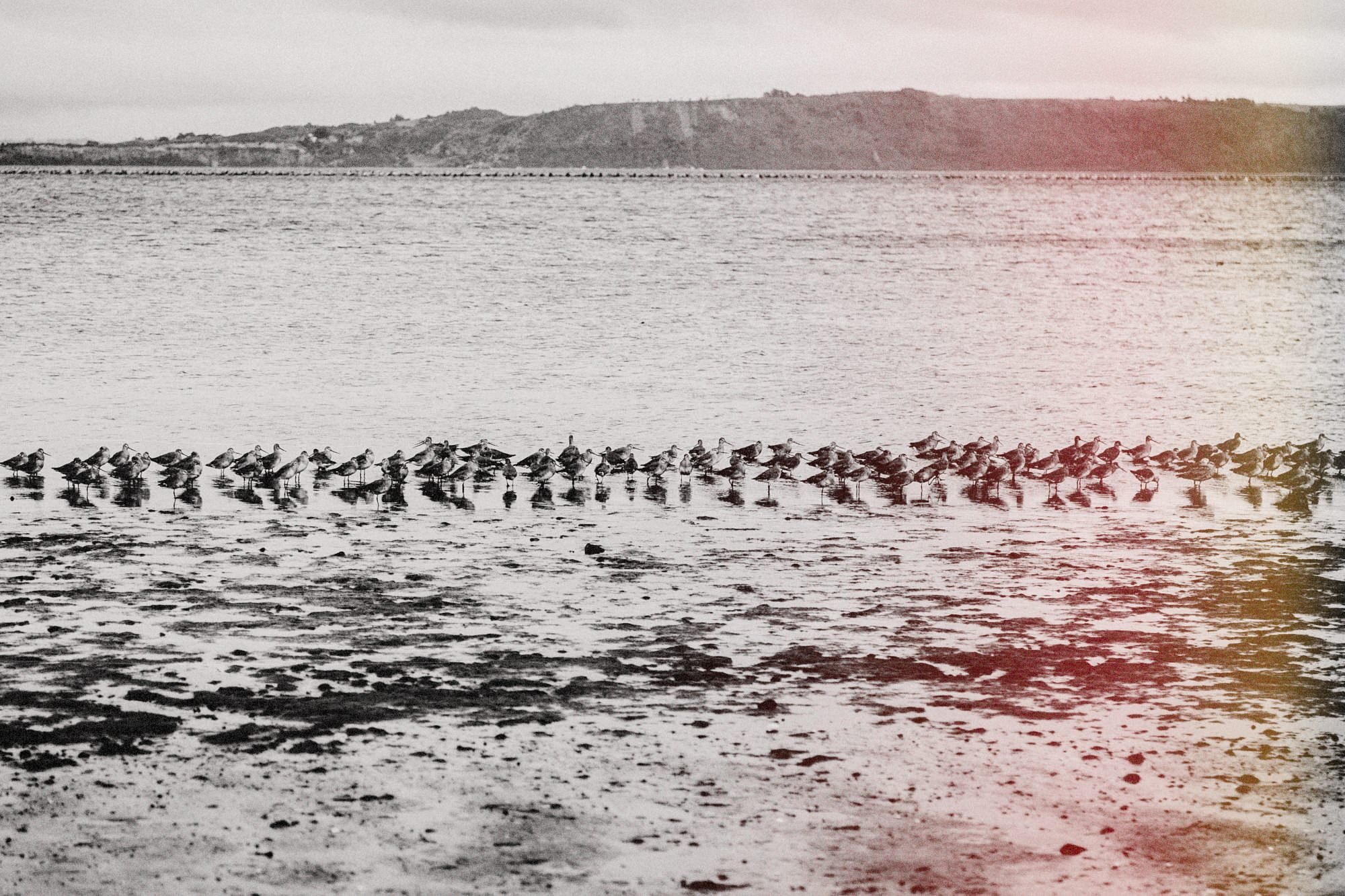 Bandada de aves en la orilla de Chullec con marea baja (secuencia, foto 6 de 12)