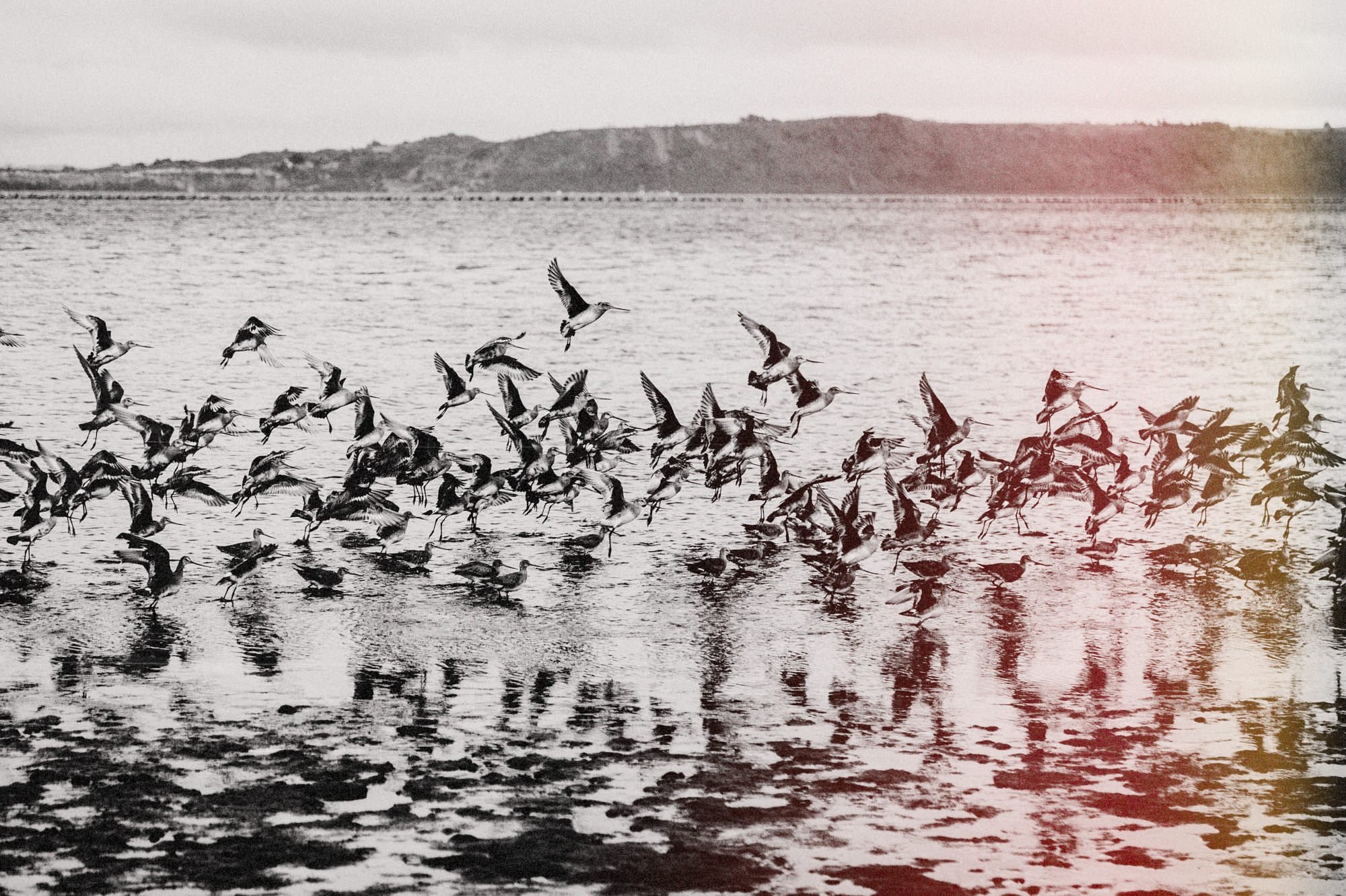 Bandada de aves en la orilla de Chullec con marea baja (secuencia, foto 7 de 12)