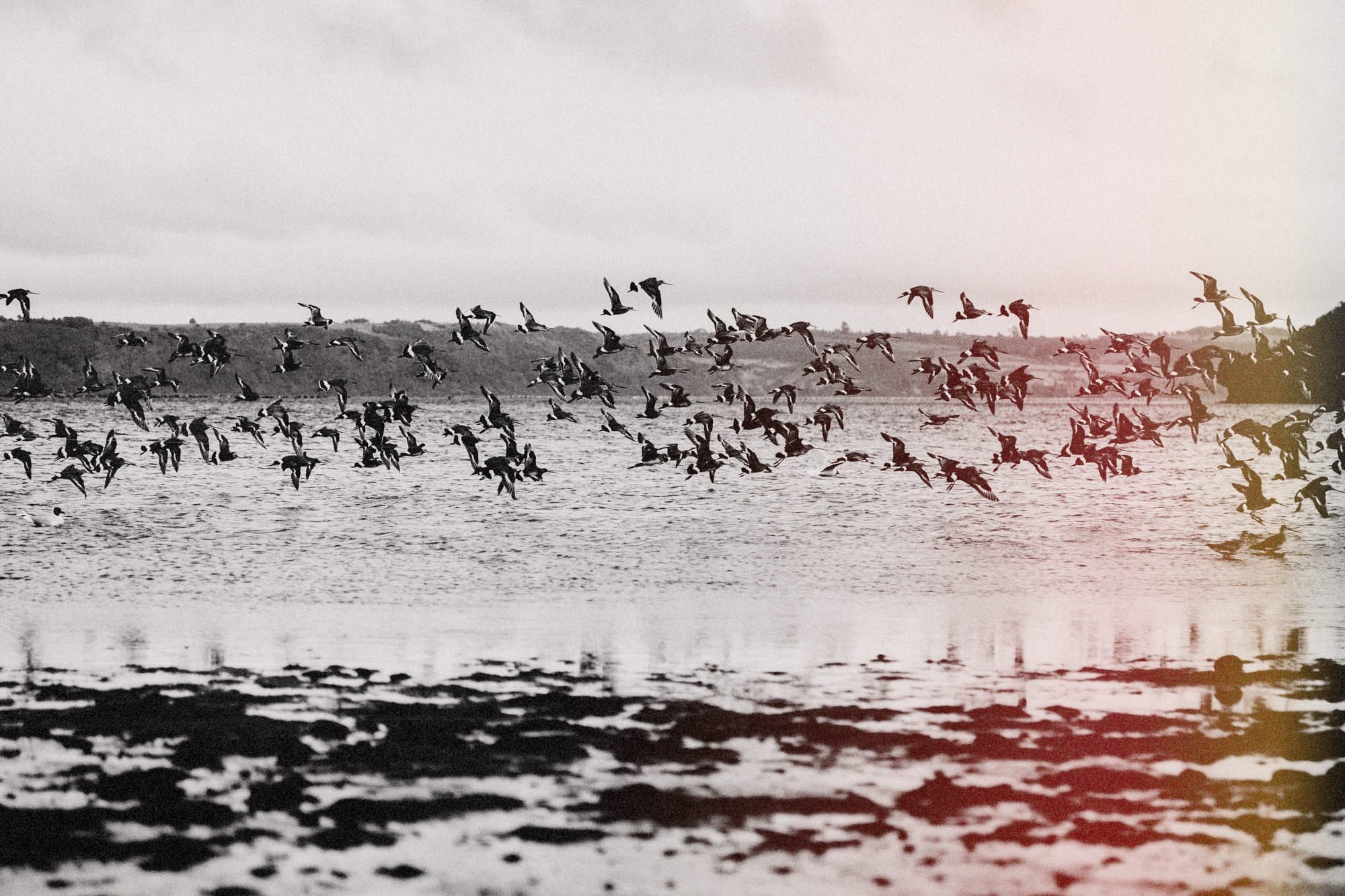 Aves levantando el vuelo sobre la orilla de Chullec
