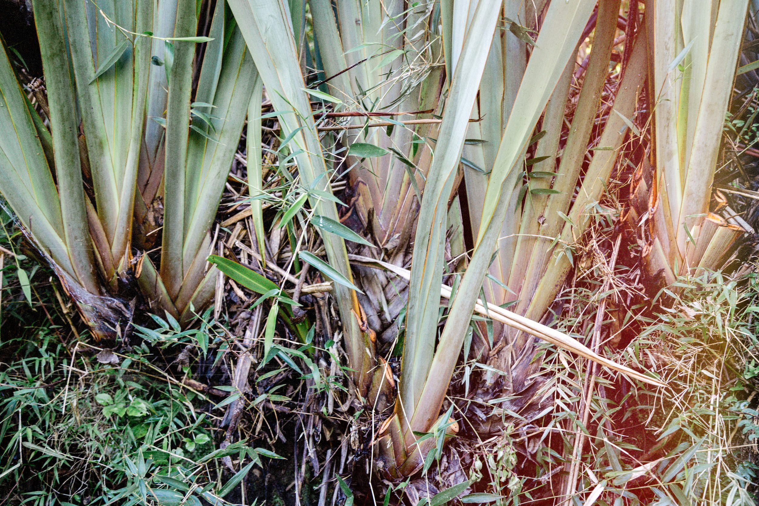 Hojas largas de una planta vistas de cerca